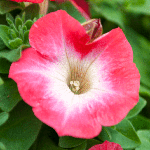 Petunia Surfinia Coral Morn